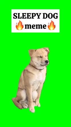 SLEEPY DOD meme