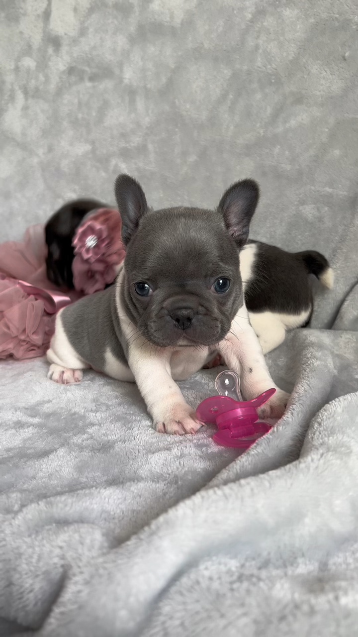 Puppy playtime 