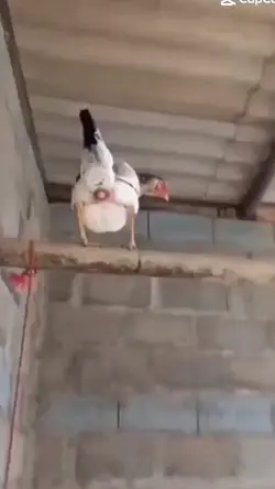 galinha pintadinha