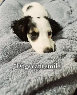 “Dogs cant smile”