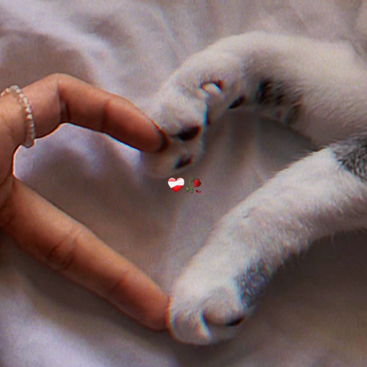 suntingan kucing < 3