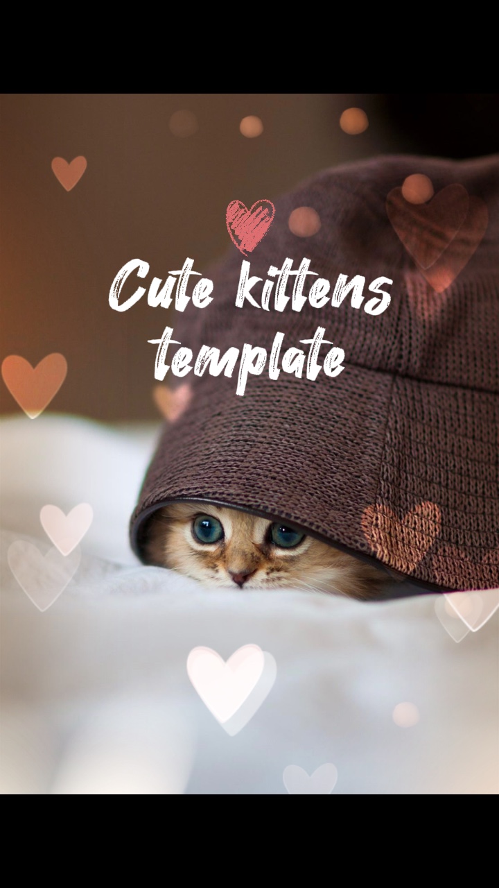 Anak kucing lucu