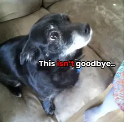 Miss ya old girl 🤍🕊️