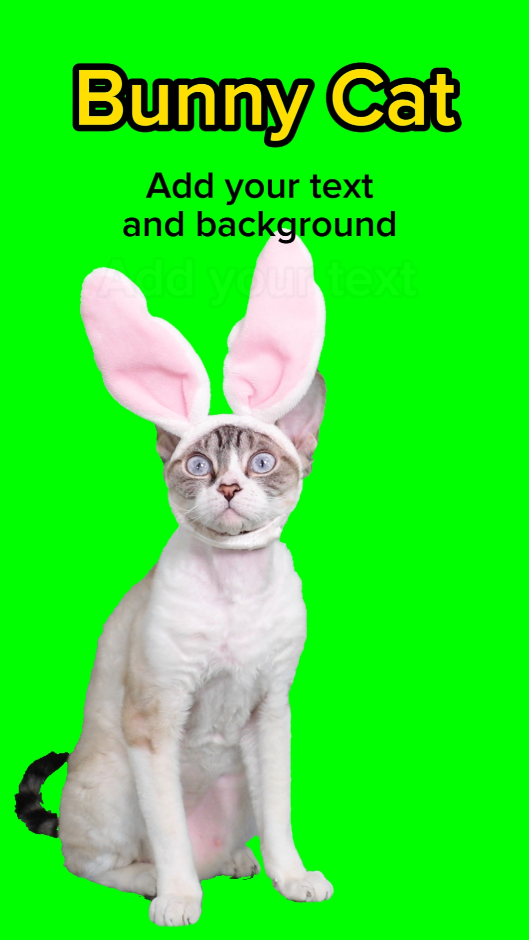 Chat lapin