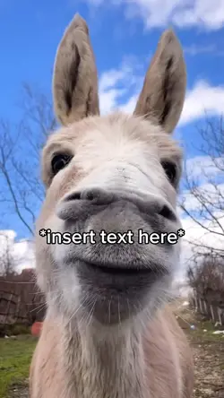 Donkey Meme