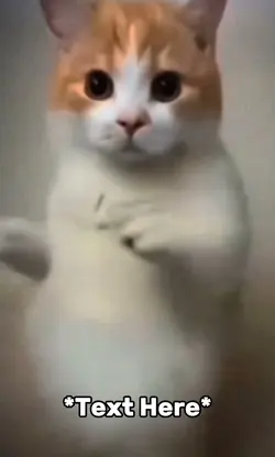 Cat dance meme 