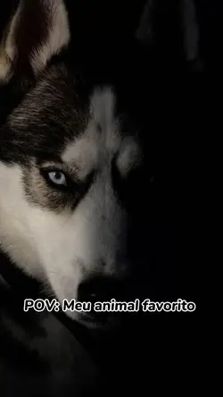 Meu animal favorito 