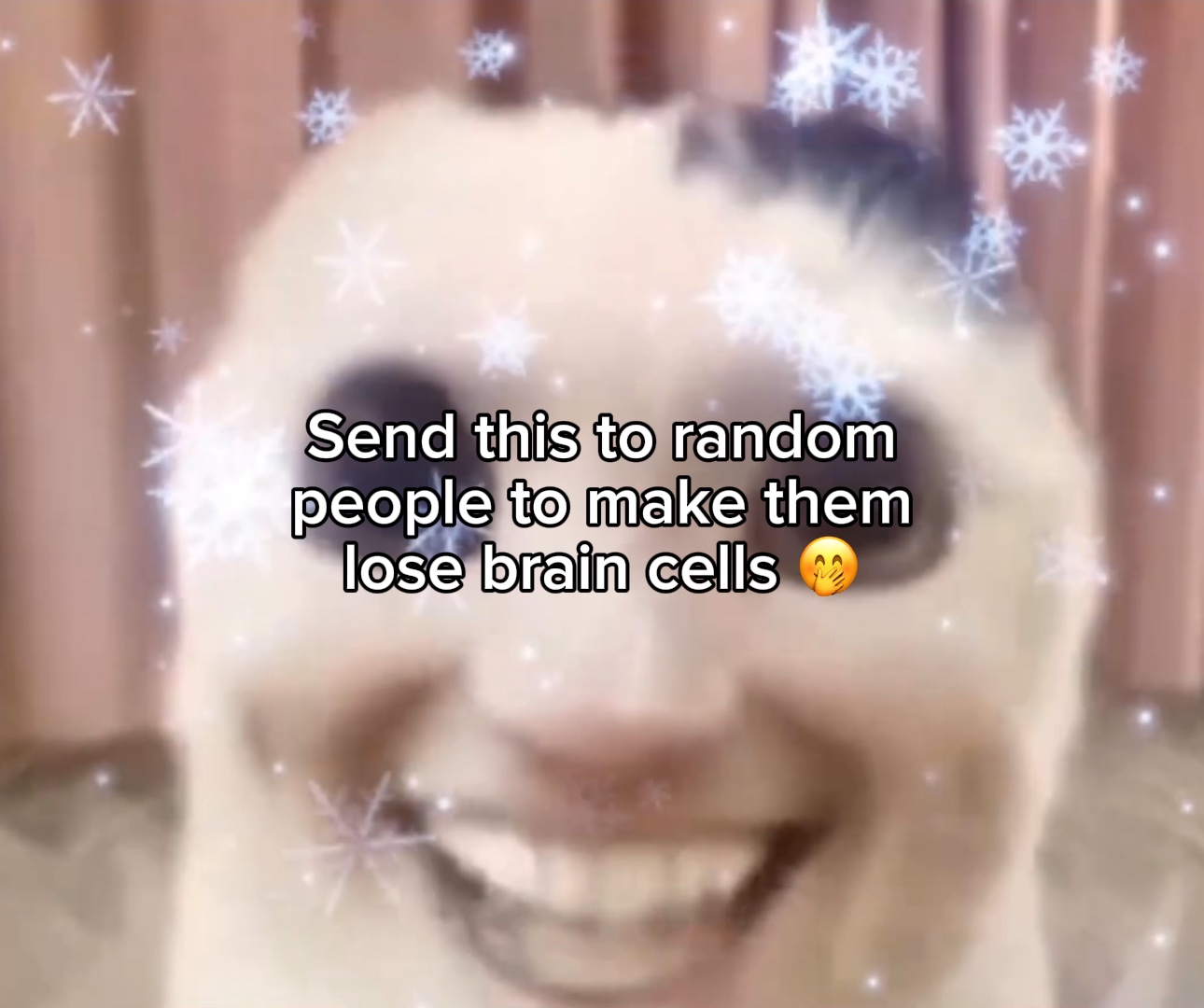 Singing cat mem