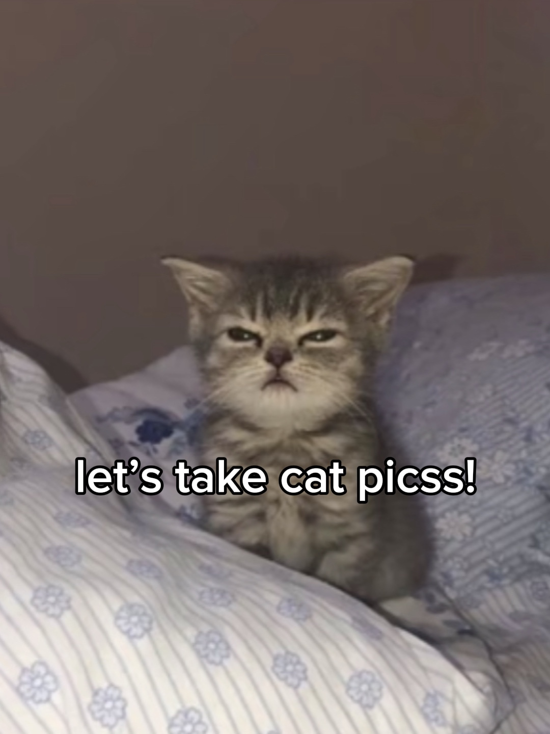 고양이 사진을 찍자!