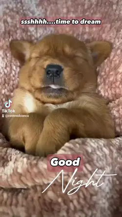 goodnight 