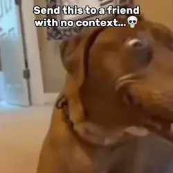 Dog Staring meme