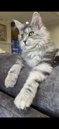 I’m a kitty
