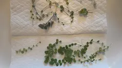 Propagating plants 
