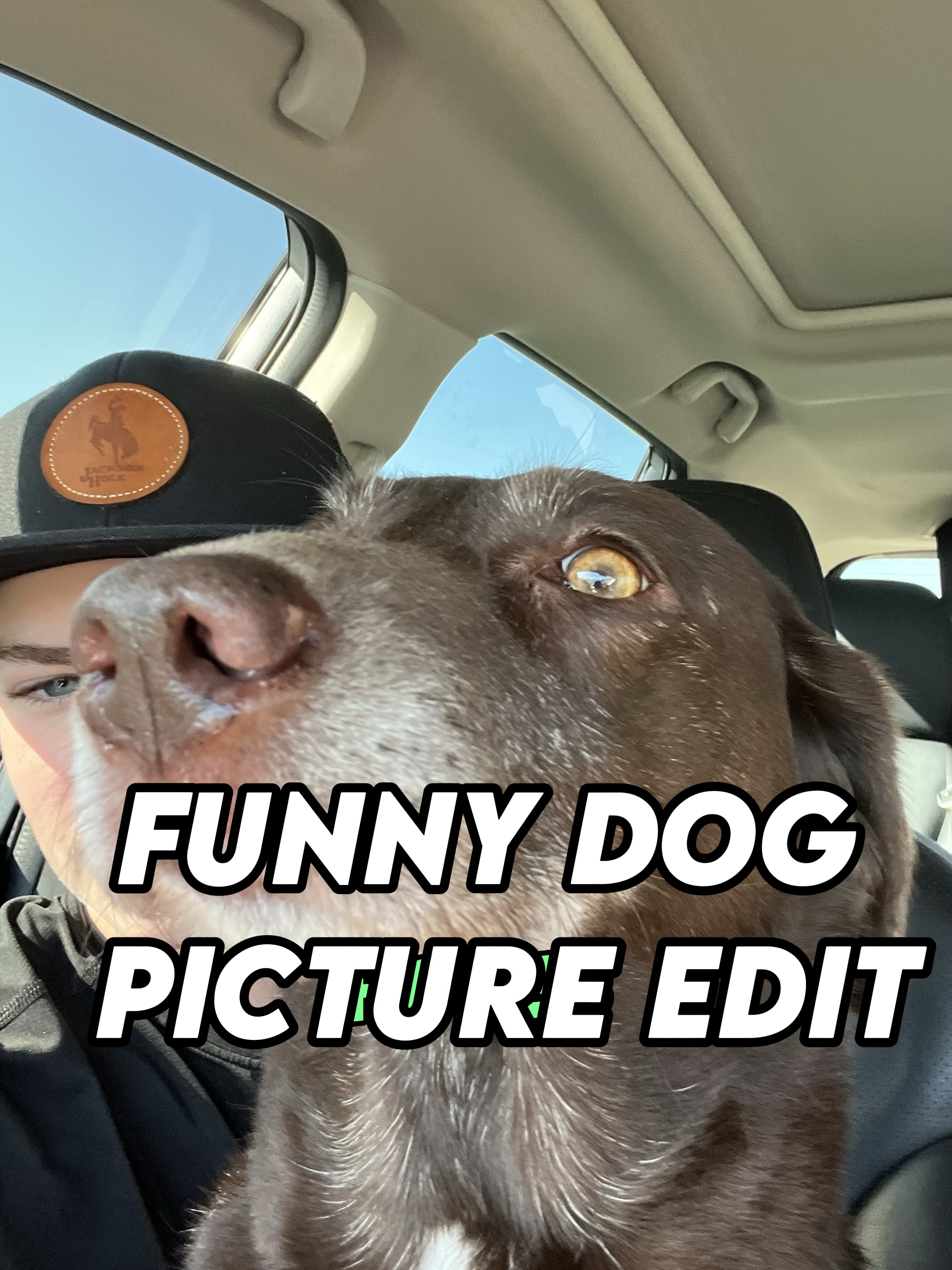 FOTOS ENGRAÇADAS DE CACHORROS