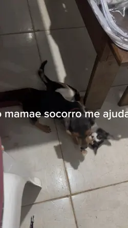 Cão e gato