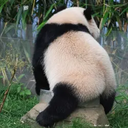 Huibao Panda 🐼 