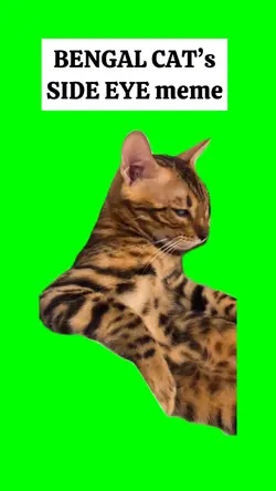 ANGRY CAT’s SIDE EYE