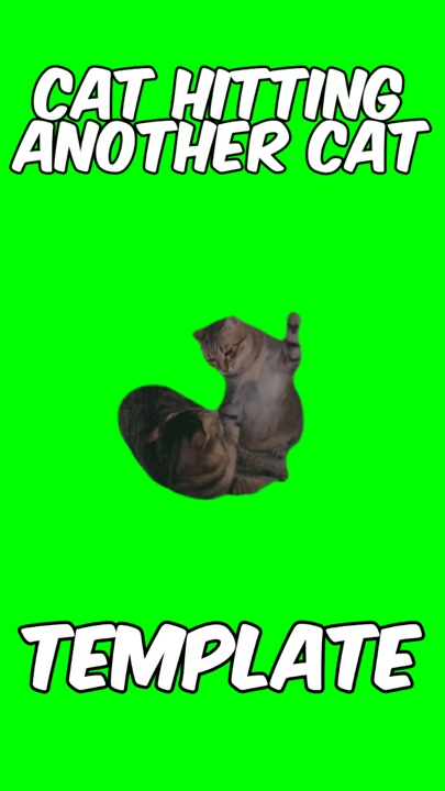 Cat hitting another 