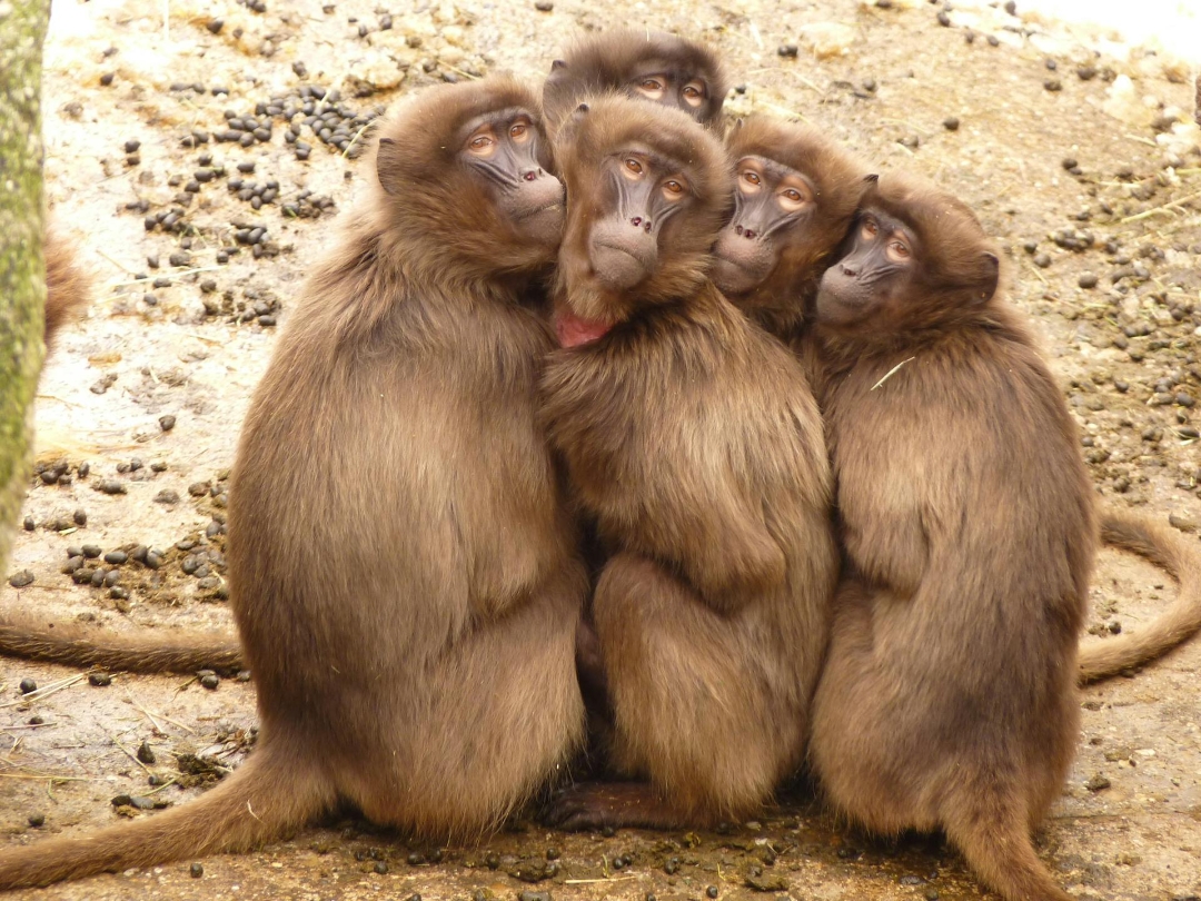 Animal Love