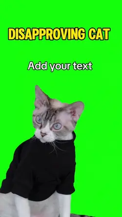 Disapproving Cat 