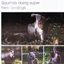 Squirrels