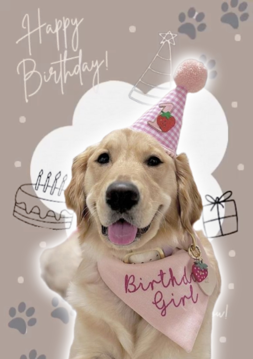 Birthday Dog 