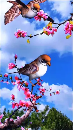 Lovebird