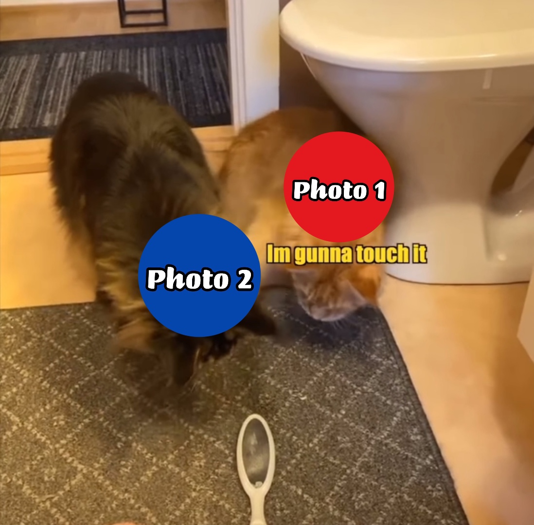 Kucing berbicara meme