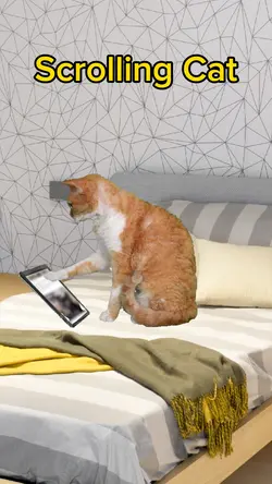 Scrolling Cat 