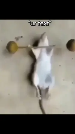 Workout mouse meme