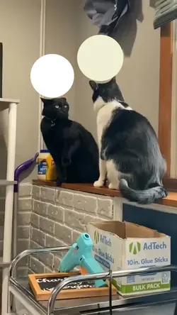 Cat fight meme 🤷‍♀️