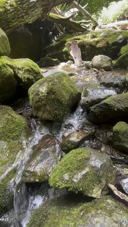nature vlog