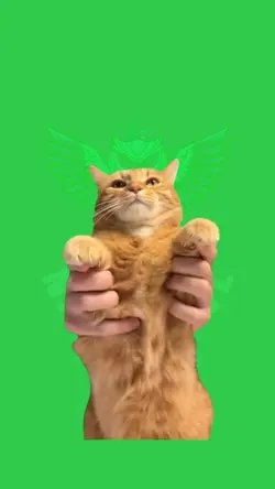 Kung Fu Kitty 