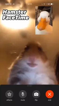Hamster FaceTime