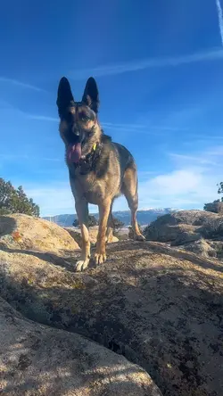 Hiking dogs 8 clips