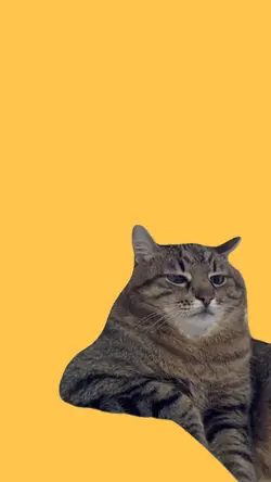 Depressed cat