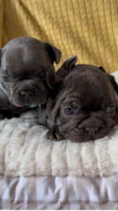 Bouledogues français 
