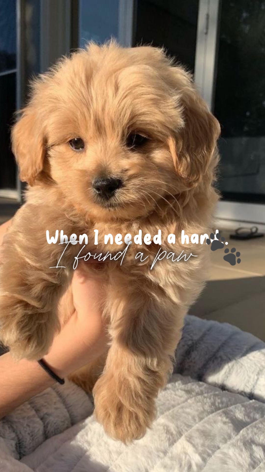 Encontrei uma pata 🐾