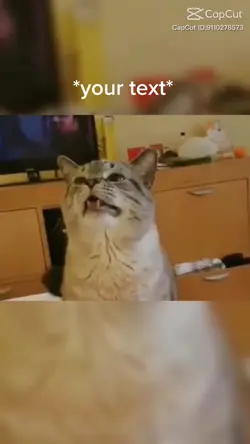 Cat meme