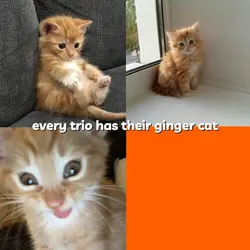 kitties ๐โโฌ