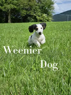 Weenier dog