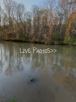 Live Photos template