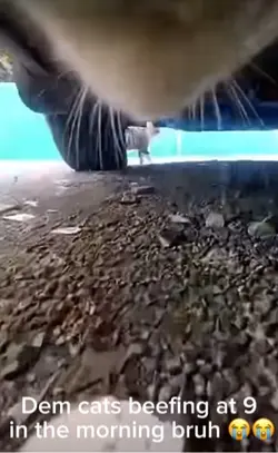 Cat fight