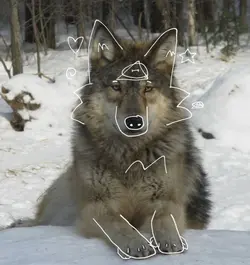 grey wolf