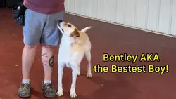 Bentley