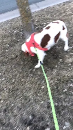 Smooth slowmo dog