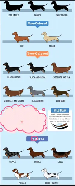 Small dog engagement