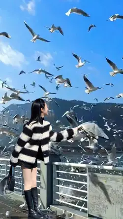 Sea gull