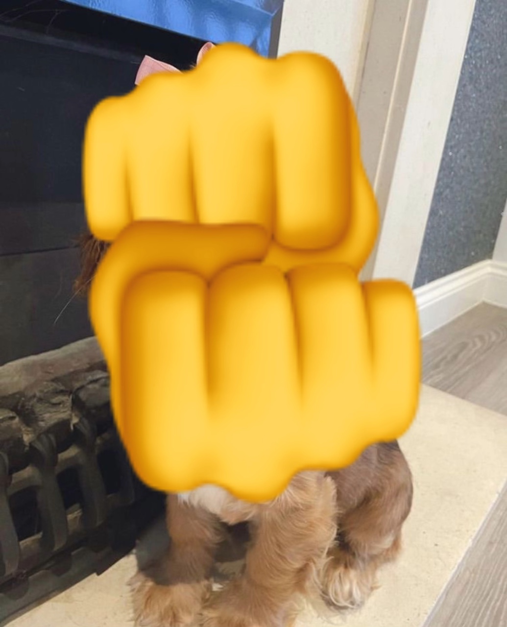 Sorpresa, es mi mascota