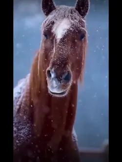 Horse edit